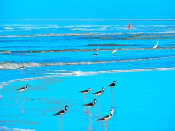 View of trees against blue sky