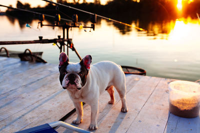 Portrait of french bulldog standing on pier by lake during sunset