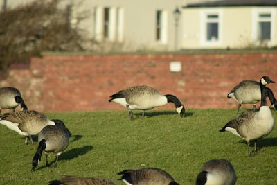 Bird on grassy field