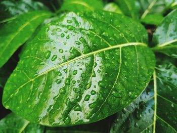 Close-up of water drops on leaf