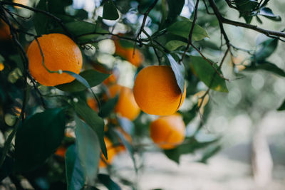 Orange fruits on tree