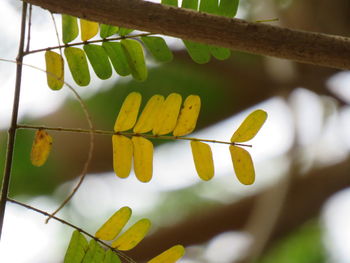 Close-up of yellow leaves on plant