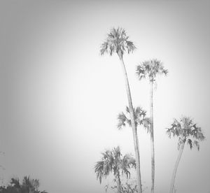 Low angle view of palm trees against blue sky