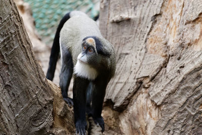 Close-up of monkey on tree trunk