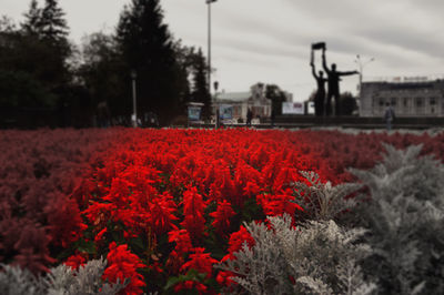 Close-up of red flowers blooming against sky