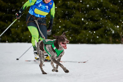 Low section of woman skiing while dog running on snowy land