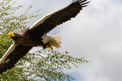 bird