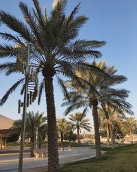 Palm trees against clear sky