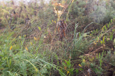 Close-up of spider web on plant