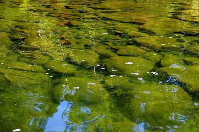 Full frame shot of leaf floating on water