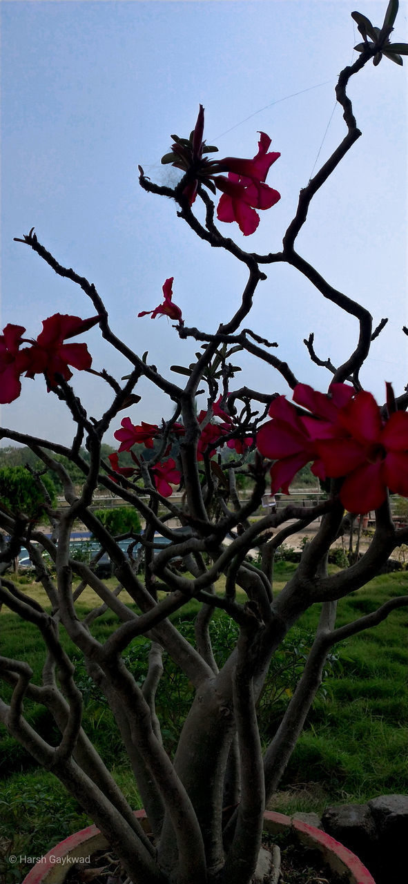 CLOSE-UP OF RED FLOWERING PLANT AGAINST TREE