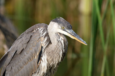 Great blue heron