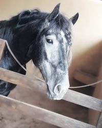 Close-up of horse in stable