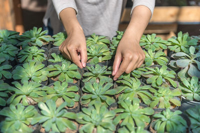 Woman hand choose plant pot in garden center