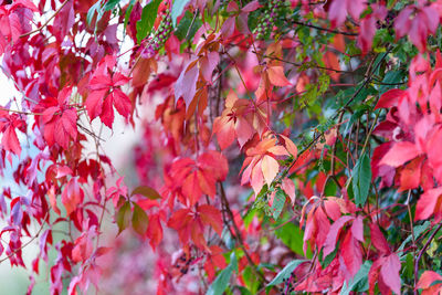Close-up of autumn leaves on tree