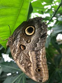 Close-up of butterfly on tree