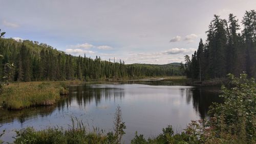 Scenic view of lake in forest against sky