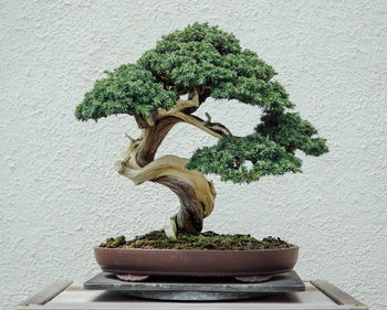 Close-up of bonsai tree on table against wall