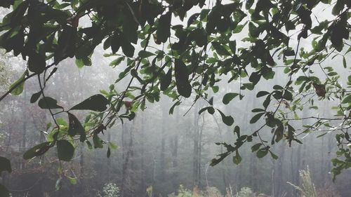 Plants and trees against sky