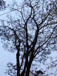 Low angle view of silhouette tree against sky