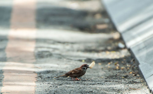 Sparrow with food on road