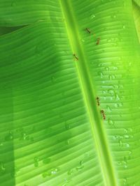 Close-up of red ants on wet leaf