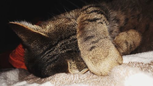 Close-up of cat sleeping