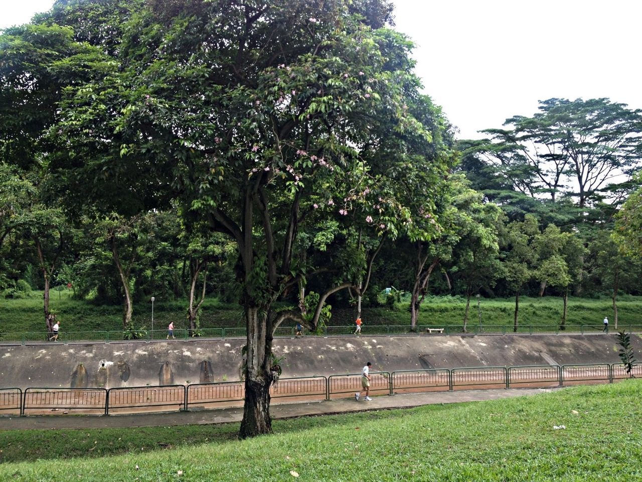 tree, growth, grass, green color, park - man made space, nature, clear sky, tranquility, beauty in nature, tranquil scene, fence, field, park, flower, branch, bench, railing, day, plant, outdoors