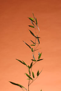 Close-up of plant against orange sky