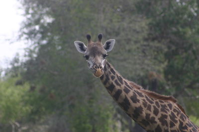 Giraffe in forest