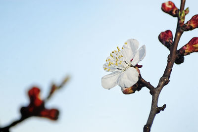 Apricot blossom and buds against clear sky