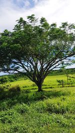 Trees on field against sky