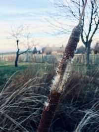 Close-up of dead plant on field