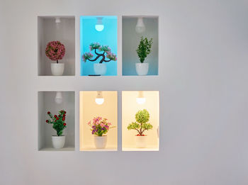 Potted plants at home