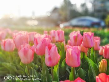 Close-up of pink flowers blooming outdoors