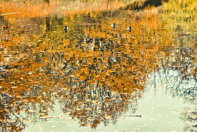 Full frame shot of lake with reflection in water