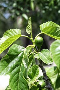 Close-up of fresh green leaves on plant