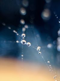 Close-up of water drops on spider web