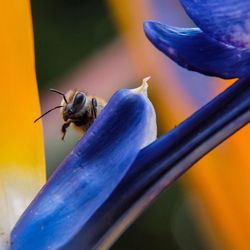 Close-up of insect on flower