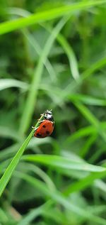 Close-up of ladybug on grass