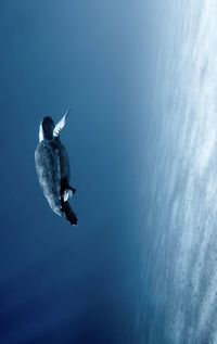 Bird flying over sea