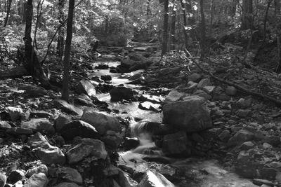 Rocks in forest