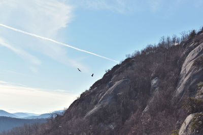 Low angle view of birds flying against sky