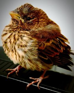 Close-up of bird perching