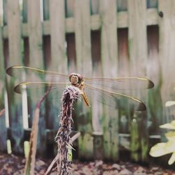 Close-up of dragonfly on wooden post