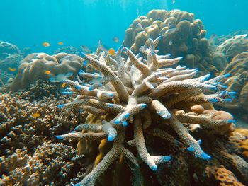 View of fish underwater