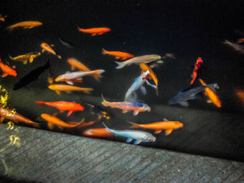 High angle view of koi carps swimming in water
