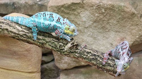 High angle view of animal on rock