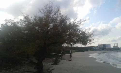 Trees by water against sky