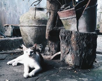 Portrait of cat sitting outdoors